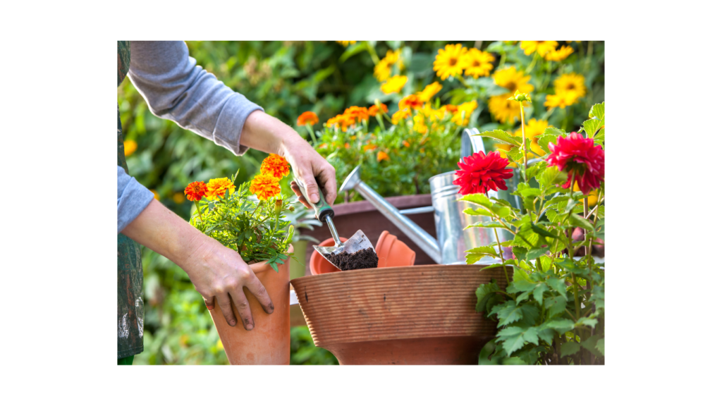 Plants that Bloom Year-Round: Beauty and Color in Every Season